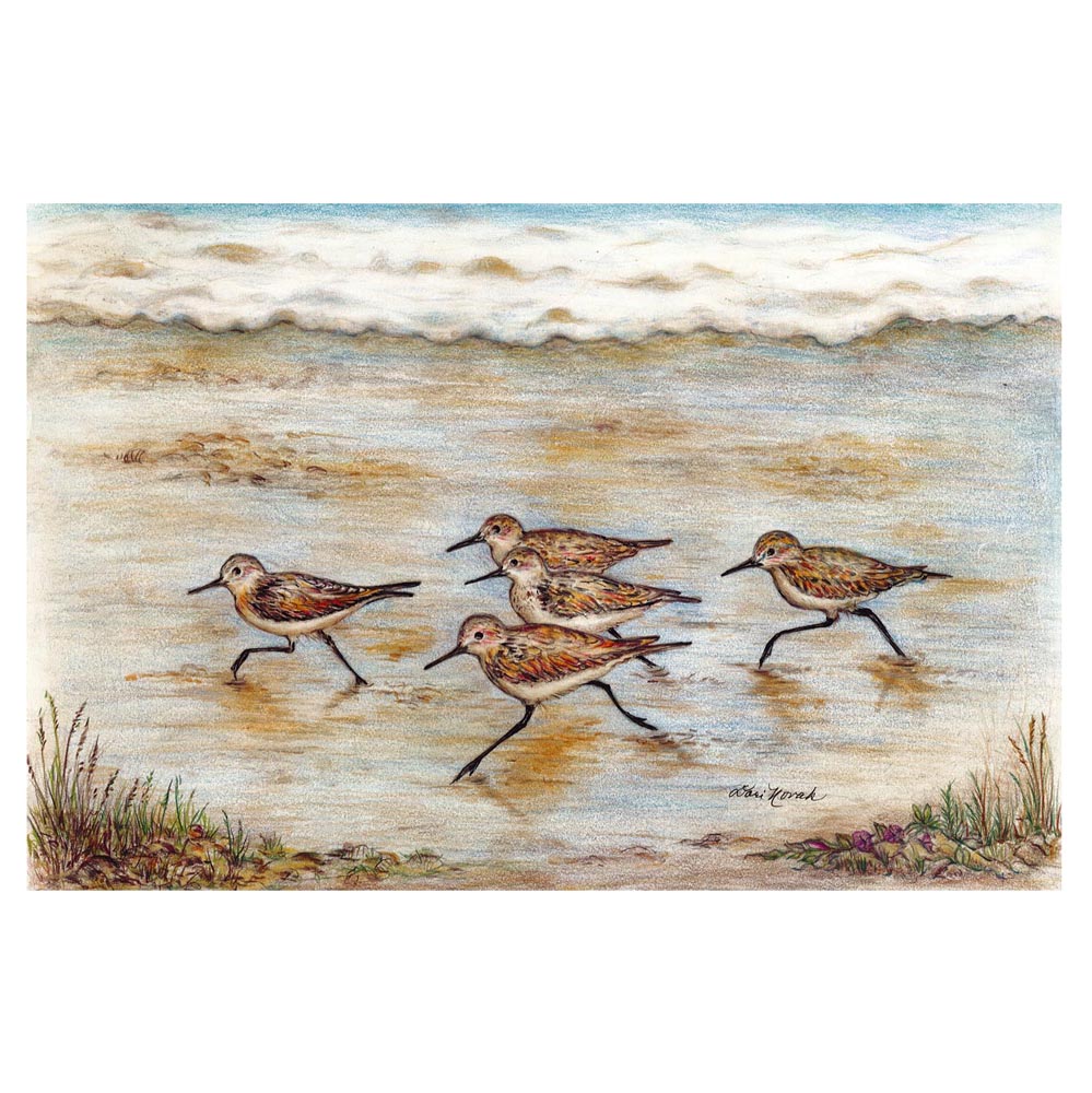 Sandpipers On the Beach